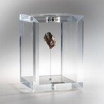 Sikhote Alin Meteorite // Siberia // Large Space Box // Ver. 2