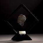 Seymchan Olivine Meteorite // Magadanskaya Oblast // Black Acrylic Display // Ver. 3