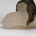 Small Genuine Amethyst Clustered Gemstone Tree on Quartz Crystal Matrix // The Harmony Tree