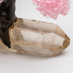 Small Genuine Rose Quartz Clustered Gemstone Tree on Quartz Crystal Matrix  //  The Tree of Light