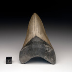 Megalodon Tooth // Ver. 3