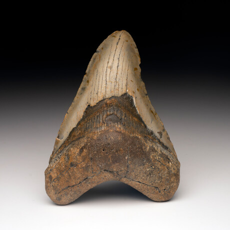 Megalodon Tooth // Ver. 1