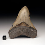 Megalodon Tooth // Ver. 2