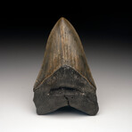 Megalodon Tooth // Ver. 4