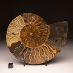 Ammonite Half // Ver. 2