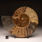 Ammonite Half // Ver. 1