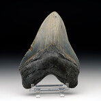 Megalodon Tooth // Ver. 8