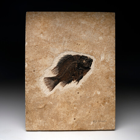 Prisicara Fish Fossil