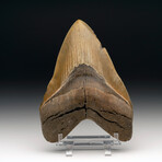 Megalodon Tooth // Ver. 7