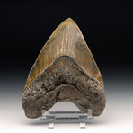 Megalodon Tooth // Ver. 9