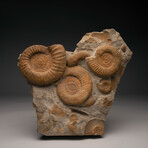 Ammonites in Shale