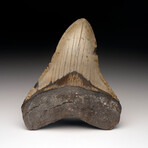 Megalodon Tooth // Ver. 2