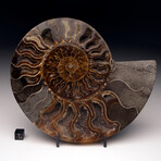 Ammonite // Ver. 2 Medium Right