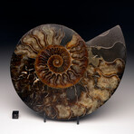 Ammonite // Ver. 3 Large Right