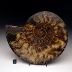 Ammonite // Ver. 3 Large Left