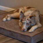 Juliet Advanced Orthopedic Dog Bed // Super XL (Champagne Beige)