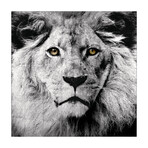 King of the Jungle // Reverse Printed Tempered Glass with Silver Leaf