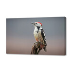 Middle Spotted Woodpecker 1 (8"H x 12"W x 0.75"D)