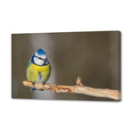 Sikora Modra (8"H x 12"W x 0.75"D)