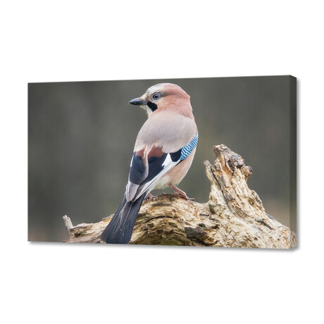 Eurasian Jay (8"H x 12"W x 0.75"D)