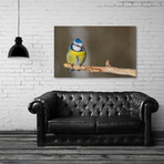 Sikora Modra (8"H x 12"W x 0.75"D)