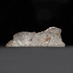 Genuine Gibeon Meteorite Slab + Acrylic Display Stand