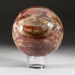 Genuine Polished Petrified Wood Sphere + Acrylic Display Stand