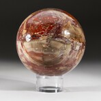 Genuine Polished Petrified Wood Sphere + Acrylic Display Stand