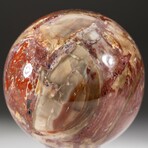 Genuine Polished Petrified Wood Sphere + Acrylic Display Stand