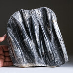 Genuine Orthoceras Fossil Plate V2