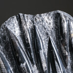 Genuine Orthoceras Fossil Plate V2