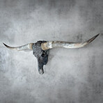 Carved Longhorn Skull // Gray From Hell