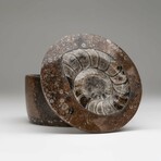 Polished Ammonite and Orthoceras Fossil Round Box // Medium