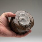 Polished Ammonite and Orthoceras Fossil Round Box // Medium