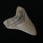 4.54" Megalodon Tooth