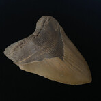 5.56" High Quality Serrated Megalodon Tooth