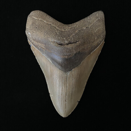 4.41" High Quality Megalodon Tooth