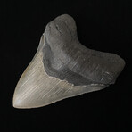4.98" High Quality Serrated Megalodon Tooth