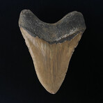 5.12" Beautiful Brown Megalodon Tooth
