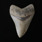 3.93" High Quality Serrated Megalodon Tooth