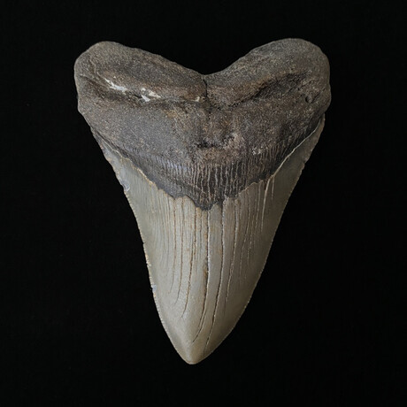 4.45" Serrated Megalodon Tooth
