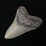4.45" Serrated Megalodon Tooth
