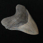 4.98" High Quality Serrated Megalodon Tooth