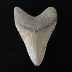 4.41" High Quality Megalodon Tooth