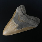 5.91" Massive High Quality Serrated Megalodon Tooth