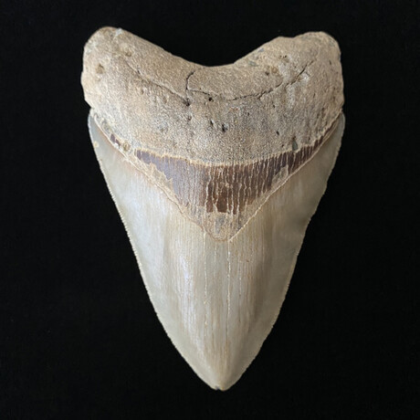 5.16" Beautiful Serrated Megalodon Tooth