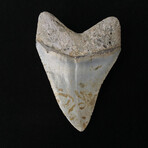 3.93" High Quality Serrated Megalodon Tooth