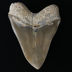 6.04" Incredible Massive Serrated Megalodon Tooth