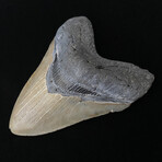 5.53" High Quality Serrated Megalodon Tooth