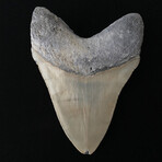 5.53" High Quality Serrated Megalodon Tooth